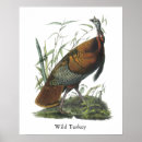 Suche nach wilder truthahn poster Vogel