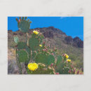 Suche nach kakteen postkarten Wüste