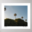 Suche nach palm poster Himmel