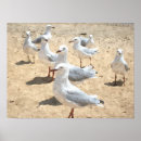 Suche nach möwen poster Vögel