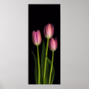 Suche nach tulpen poster Druck