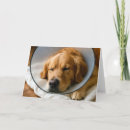 Suche nach genesung karten Hund