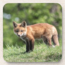 Suche nach wilder hund untersetzer Natur