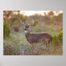 Suche nach deer poster Animal