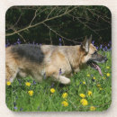 Suche nach fotograf untersetzer Schäferhund