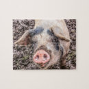 Suche nach pig puzzle Schweine