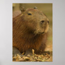 Suche nach capybara poster Südamerika