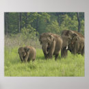 Suche nach indischer elefant poster Dschungel