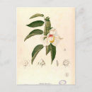 Suche nach hibiskus postkarten Blumenreich