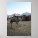 Suche nach kamel poster Natur