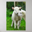 Suche nach niedliches lamm poster Tiere