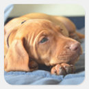 Suche nach vizsla aufkleber Haustier