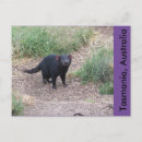 Suche nach tasmanian devil postkarten Tasmanie