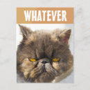 Suche nach persian cat postkarten Persikatze