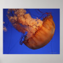 Suche nach seeschwalbe poster Tier