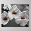 Suche nach rote orchidee poster Blüte