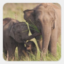 Suche nach asiatischer elefant aufkleber Corbett