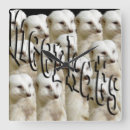 Suche nach suricates Wildlife