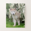 Suche nach alaskan malamute puzzle Bösartig