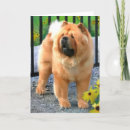 Suche nach chow chow karten Welpe