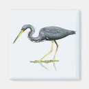 Suche nach egretta Reiher