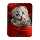 Suche nach kitten magnete Tier