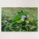 Suche nach papagei puzzle Vogelvogel