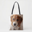 Suche nach beagle taschen Welpe