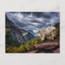 Suche nach mountain goat poster Montana