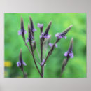 Suche nach lila wildblumen poster Natur