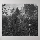 Suche nach insel poster Wald