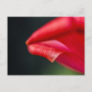 Suche nach rote tulpen postkarten Floral