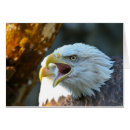 Suche nach weißkopfseeadler postkarten Natur