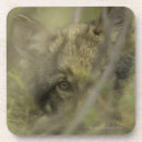 Suche nach grauer wolf untersetzer Natur