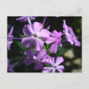 Suche nach phlox postkarten Pflanze