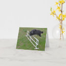 Suche nach agility karten Border collie