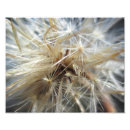 Suche nach puffer poster Natur
