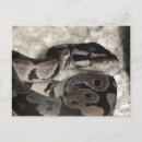 Suche nach python poster Königlich