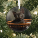 Suche nach schwarze katze ornamente kätzchen