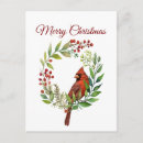 Suche nach roter vogel postkarten Weihnachten