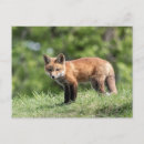 Suche nach red fox postkarten Wild