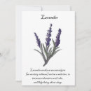 Suche nach lavendel karten Blume