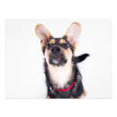 Suche nach inländischer hund poster Niedlich