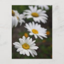Suche nach saucer postkarten Blume
