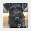 Suche nach miniature schnauzer magnete Welpe