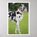 Suche nach doggen poster Deutsche dogge