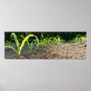 Suche nach mais poster Ernte