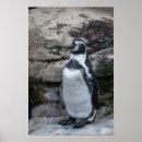 Suche nach lustiger pinguin poster Tierwelt