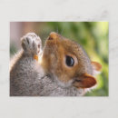 Suche nach graues eichhörnchen postkarten Niedlich