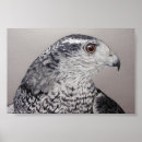 Suche nach accipiter poster Raubvogel